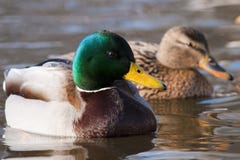 Mallard Duck Pair On Water Royalty Free Stock Photography