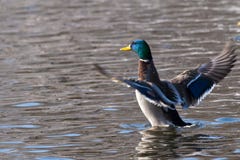 Mallard Duck Shaking Wings Royalty Free Stock Images