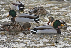Mallard on Ice stock photography Mallard on Ice stock photography