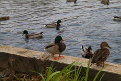 Mallard kaczki męska pozycja na brzeg staw fotografia stock Mallard kaczki męska pozycja na brzeg staw fotografia stock