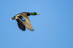 Mallard solitaire Duck Flying dans un ciel bleu photos stock Mallard solitaire Duck Flying dans un ciel bleu photos stock
