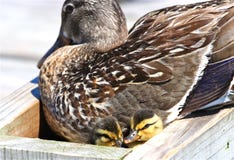 Mallard With Ducklings Royalty Free Stock Image