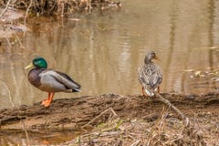 Mallards female and male ducks royalty free stock photography Mallards female and male ducks royalty free stock photography