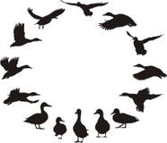 Mallards In The Ring Stock Images Mallards In The Ring Stock Images