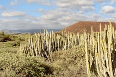 Malpais de Guimar, Tenerife royalty free stock image Malpais de Guimar, Tenerife royalty free stock image