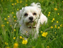Maltese hond op een bloeiende weide royalty-vrije stock fotografie Maltese hond op een bloeiende weide royalty-vrije stock fotografie