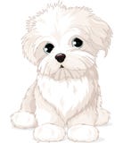 Maltese Puppy Dog