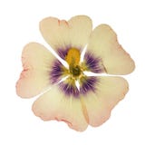 Malva rose pressé et sec de mauve de fleur, d'isolement Images stock Malva rose pressé et sec de mauve de fleur, d'isolement Images stock