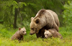 Mama bear and her cute cubs in a forest. Close up of female Eurasian brown bear (Ursos arctos) and her cubs in boreal forest, Finland