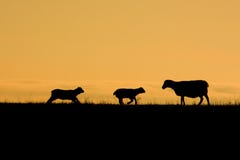 running sheep silhouette running sheep silhouette