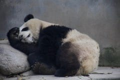 Mamma del panda gigante immagine stock Mamma del panda gigante immagine stock