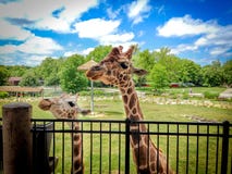 Mamma della giraffa fotografie stock libere da diritti Mamma della giraffa fotografie stock libere da diritti