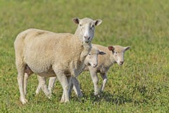 Mammal Stock Photography Mammal Stock Photography