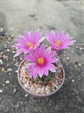 Mammillaria schumannii royalty free stock photo Mammillaria schumannii royalty free stock photo