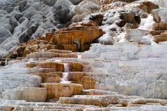 Mammoth Hot Springs en stationnement national de Yellowstone photo stock Mammoth Hot Springs en stationnement national de Yellowstone photo stock