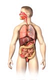 Man anatomy full Respiratory and digestive systems cutaway. royalty free illustration Man anatomy full Respiratory and digestive systems cutaway. royalty free illustration