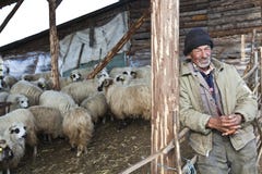 Man And Sheep Royalty Free Stock Image Man And Sheep Royalty Free Stock Image