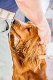 A man caresses his beloved dog. Dog cocker spaniel near his mast royalty free stock photography A man caresses his beloved dog. Dog cocker spaniel near his mast royalty free stock photography