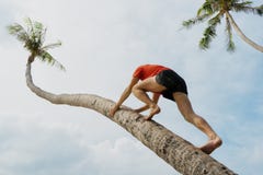 The man clambers on a palm tree, a sports body. stock photo The man clambers on a palm tree, a sports body. stock photo