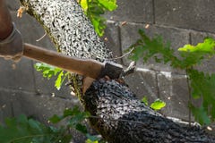 Man cuts a tree brunch royalty free stock photos Man cuts a tree brunch royalty free stock photos