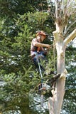 Man engaged in felling tree