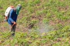 Man Farmer To Spray Herbicides Or Chemical Fertilizers On The Fields Green Manioc Growing. Stock Photography