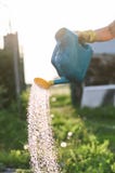 Man farmer watering a vegetable garden in the evening at sunset close up royalty free stock photo Man farmer watering a vegetable garden in the evening at sunset close up royalty free stock photo