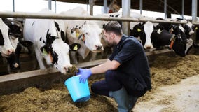 Man feeding cows with hay in cowshed on dairy farm