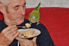 Man feeding the green parrot as the family member with the animal love royalty free stock images Man feeding the green parrot as the family member with the animal love royalty free stock images
