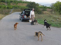 feeding stray dogs download feeding stray dogs download