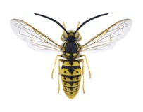 Man för Wasp Vespulagermanica royaltyfri bild Man för Wasp Vespulagermanica royaltyfri bild