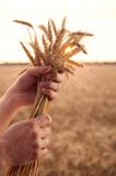 Man hand hold wheat ears on background of field Stock Photo Man hand hold wheat ears on background of field Stock Photo