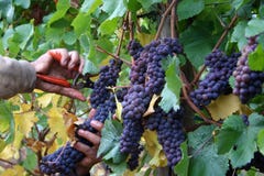 Man Harvesting Grapes Stock Image