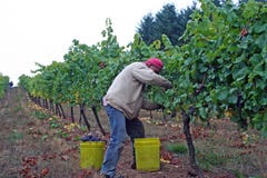 Man Harvesting Grapes Royalty Free Stock Photo