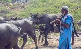 Man with herd of buffaloes