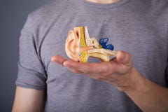Man holding the model of the human inner ear in hands stock photography Man holding the model of the human inner ear in hands stock photography