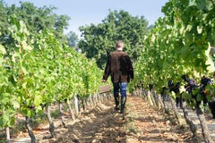 Man In The Vineyards Royalty Free Stock Photos