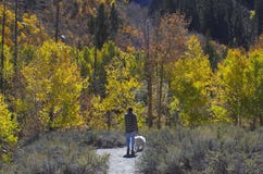 Man Walking Dog Stock Photo Man Walking Dog Stock Photo