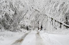 Man walking on road with fallen trees in winter snow storm royalty free stock image Man walking on road with fallen trees in winter snow storm royalty free stock image