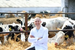 Man in a white coat on the cow farm stock images Man in a white coat on the cow farm stock images