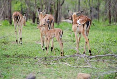 Manada común del impala fotografía de archivo libre de regalías Manada común del impala fotografía de archivo libre de regalías