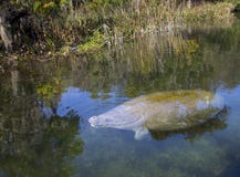 Manat i aligator Kłaść puszek - Wakulla wiosny zdjęcie stock Manat i aligator Kłaść puszek - Wakulla wiosny zdjęcie stock
