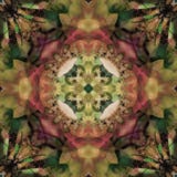 MANDALA kwiatu art deco oliwka Z ABSTRAKCJONISTYCZNYM tłem W zieleniach, ŚRODKOWY kwiat W wiktoriański menchiach, DEKORACYJNY wiz zdjęcia stock MANDALA kwiatu art deco oliwka Z ABSTRAKCJONISTYCZNYM tłem W zieleniach, ŚRODKOWY kwiat W wiktoriański menchiach, DEKORACYJNY wiz zdjęcia stock