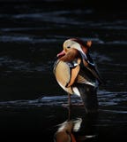 Mandarin Duck On Ice royalty-vrije stock afbeeldingen Mandarin Duck On Ice royalty-vrije stock afbeeldingen
