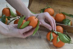 Mandarinas frescas fruta o mandarinas con las hojas en el fondo de madera Manos femeninas que detienen los mandarines maduros, ci foto de archivo libre de regalías Mandarinas frescas fruta o mandarinas con las hojas en el fondo de madera Manos femeninas que detienen los mandarines maduros, ci foto de archivo libre de regalías