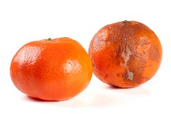 Mandarine fraîche et endommagée d'isolement sur le fond blanc Photo stock Mandarine fraîche et endommagée d'isolement sur le fond blanc Photo stock
