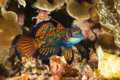 mandarinfish fish dragonet ornate pattern