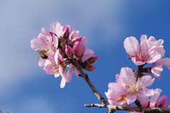 mandelen blomstrar treen Arkivfoto mandelen blomstrar treen Arkivfoto