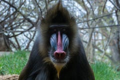 Mandril con el hocico rojo y azul que mira fijamente a continuación con la hierba y los árboles en el fondo imagen de archivo libre de regalías Mandril con el hocico rojo y azul que mira fijamente a continuación con la hierba y los árboles en el fondo imagen de archivo libre de regalías