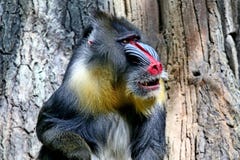 Mandrill Mandrillus sphinx. Mandrills are found in southern Cameroon, Gabon, Equatorial Guinea, and Congo. royalty free stock photos Mandrill Mandrillus sphinx. Mandrills are found in southern Cameroon, Gabon, Equatorial Guinea, and Congo. royalty free stock photos